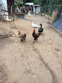 Coppia galline Brahma