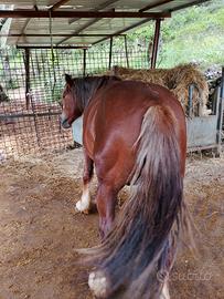 Cavallo Breton