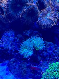 Corallo Acquario Marino