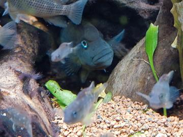 Pesci Steatocranus casuarius