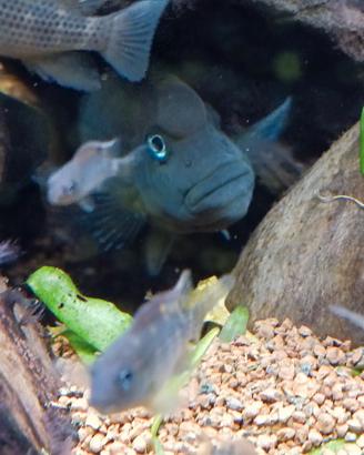 Pesci Steatocranus casuarius