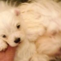 Cuccioli maltese taglia minitoy