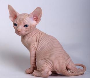 SPHYNX CUCCIOLI NATI IN CASA - gatto nudo
