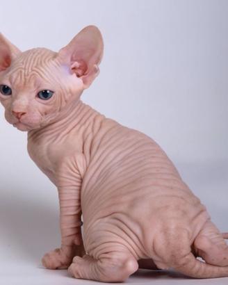 SPHYNX CUCCIOLI NATI IN CASA - gatto nudo