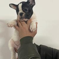 Bulldog francese