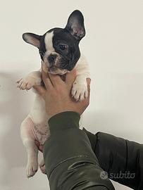 Bulldog francese