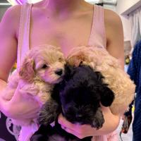 Maltipoo