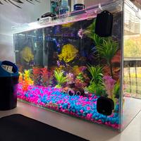 Acquario 40 litri + Filtro, Luce Accessori