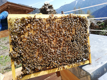 Nuclei e famiglie d'api con o senza arnia