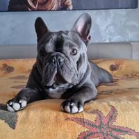Bulldog per monta