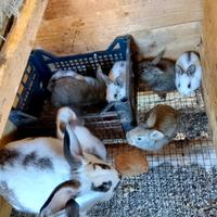 Conigli allevtii all' aperto