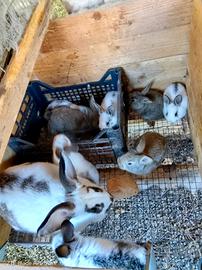 Conigli allevtii all' aperto