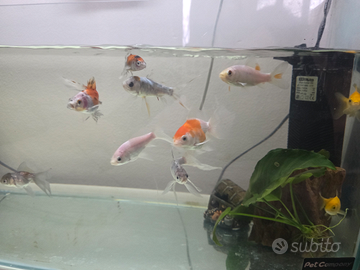 Pesci rossi sani,varie razze prezzi in descrizione