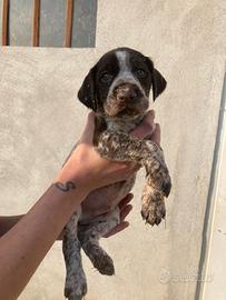 Drahthaar, cane da ferma tedesco a pelo duro