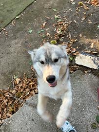 Cucciola di siberian husky