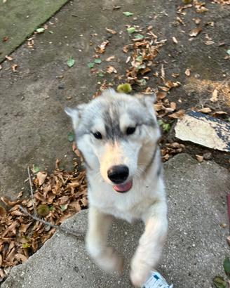 Cucciola di siberian husky