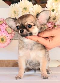 Cucciolo chihuahua con pedigree enci