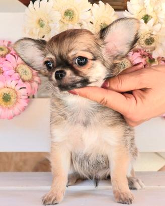 Cucciolo chihuahua con pedigree enci