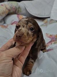 Cucciola Bassotto Arlecchino