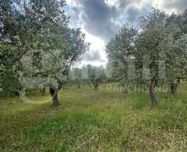 Terreno Agricolo Ostuni [Cod. rif 3132567VCG]