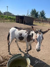 Stupenda coppia di asini