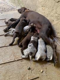 Animali