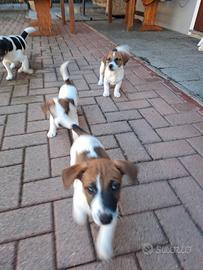 Cuccioli di jak russell RAZZA PURA