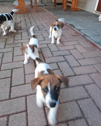 Cuccioli di jak russell RAZZA PURA