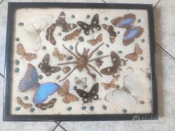 Antica teca cornice insetti 