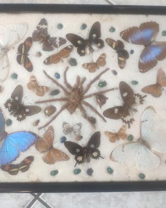 Antica teca cornice insetti 