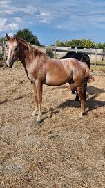 Cavallo appaloosa