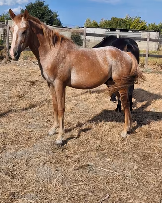 Cavallo appaloosa