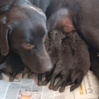Cuccioli di labrador chocolaté