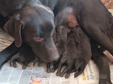 Cuccioli di labrador chocolaté