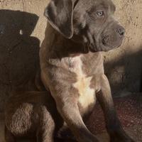 Cucciolo di cane corso