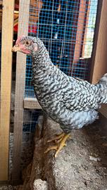 Gallo Grisa della Lessinia
