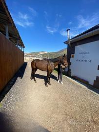 Cavalla Angloarabo Sardo