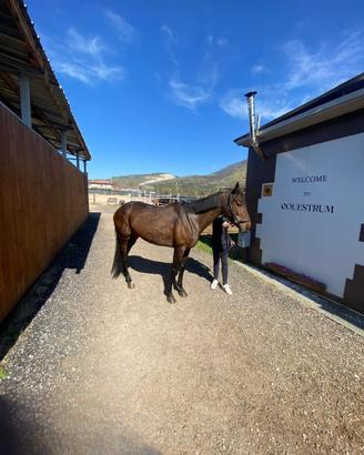 Cavalla Angloarabo Sardo