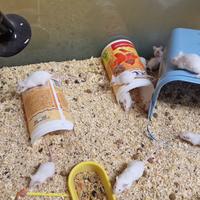 Topolini bianchi Vivi