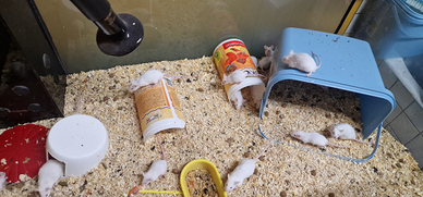 Topolini bianchi Vivi