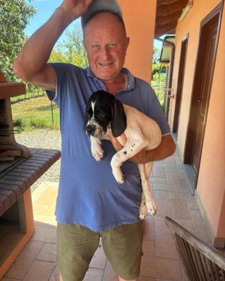 Cucciolo di pointer