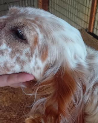 Setter inglese