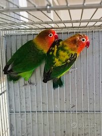 Inseparabili fischer