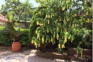 Casa vacanza gaeta vindicio 450 mt dal mare