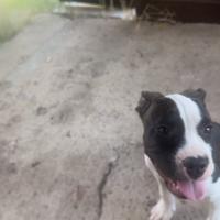 Cuccioli American staffordshire