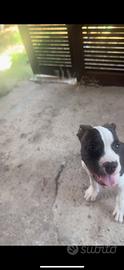 Cuccioli American staffordshire