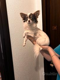 Amorevole Chiuwawa mini toy