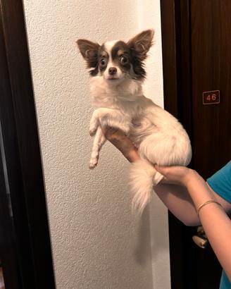 Amorevole Chiuwawa mini toy