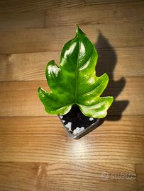 Alocasia brancifolia “Pink Passion”