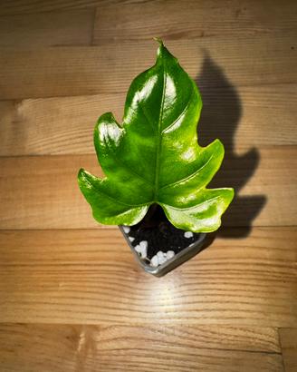 Alocasia brancifolia “Pink Passion”